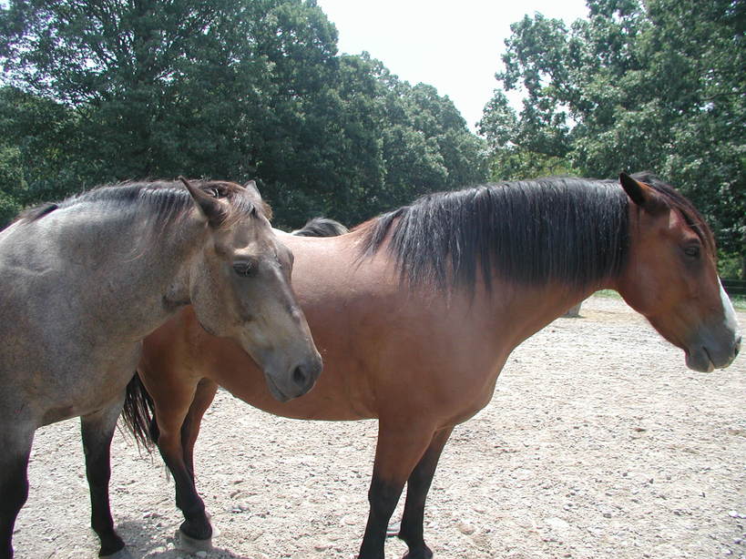 Asheville, NC: Biltmore horses!