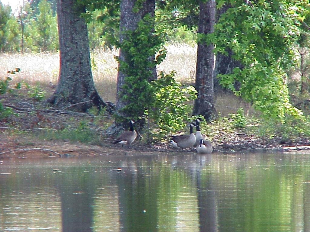 Fort Deposit, AL Geese by a pond photo, picture, image (Alabama) at