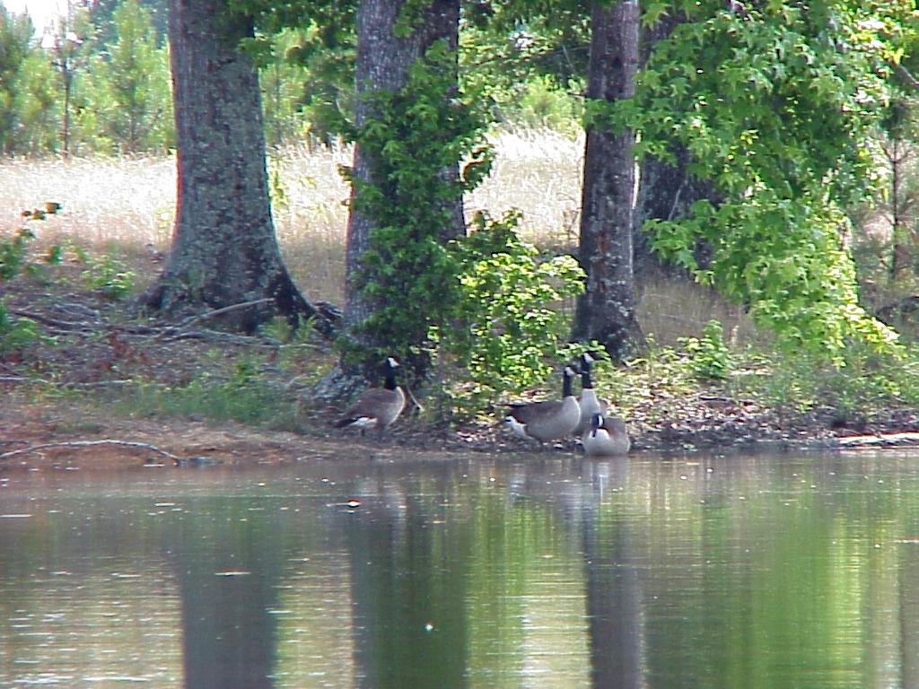 Fort Deposit, AL: Geese by a pond