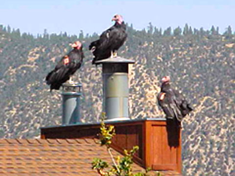 Pine Mountain Club, CA: California Condors rext door to my house