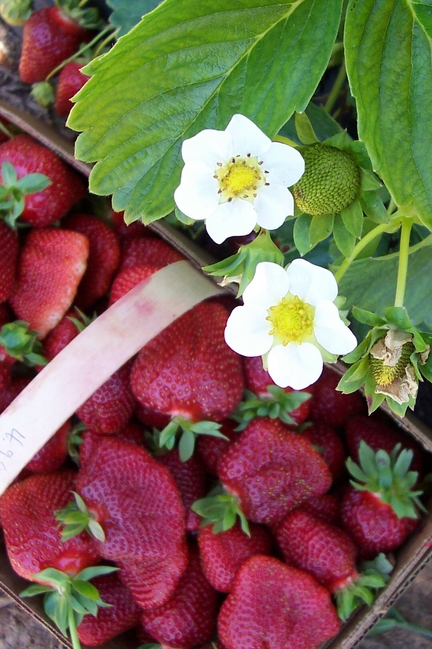 Rocky Mount, NC: U-Pick Strawberry Patch