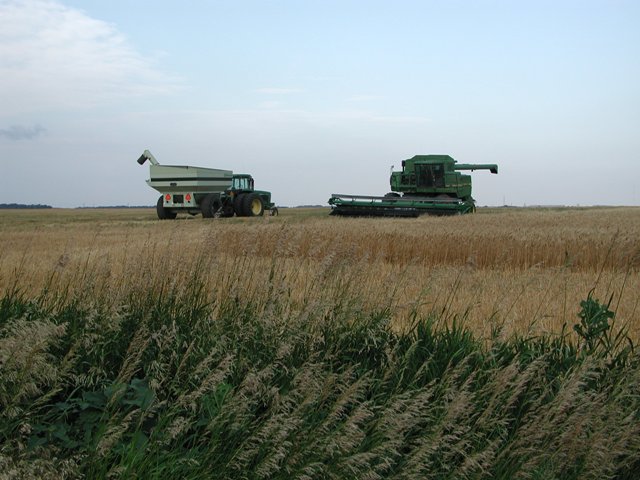 Lorraine, KS: Wheat Harvest