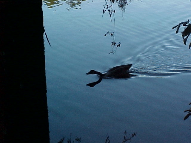 Sumter, SC: Swan Lake at Dusk October 2005 Sumter South Carolina