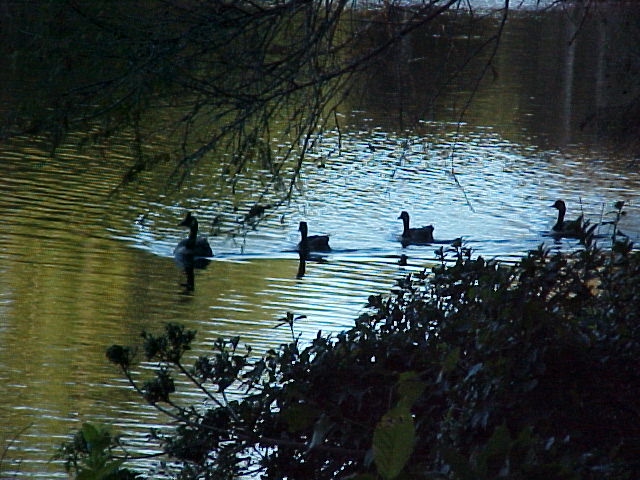 Sumter, SC: Swan Lake at dusk October 2005 Sumter South Carolina