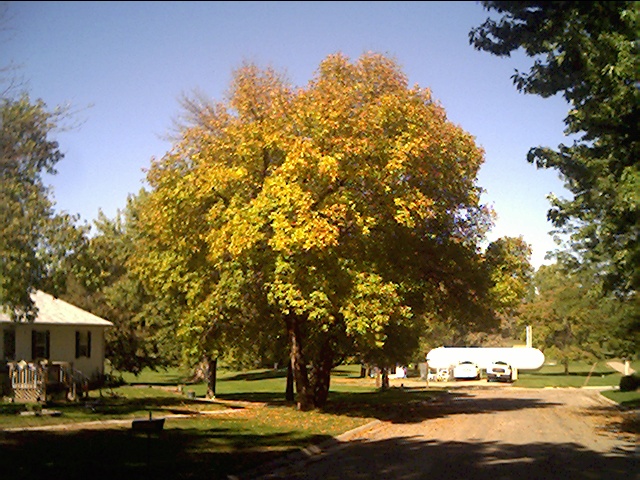 Crofton, NE: fall leaves