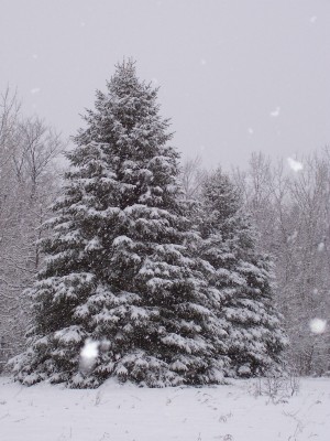 Thompsonville, MI: Winter Snow in Thompsonville!