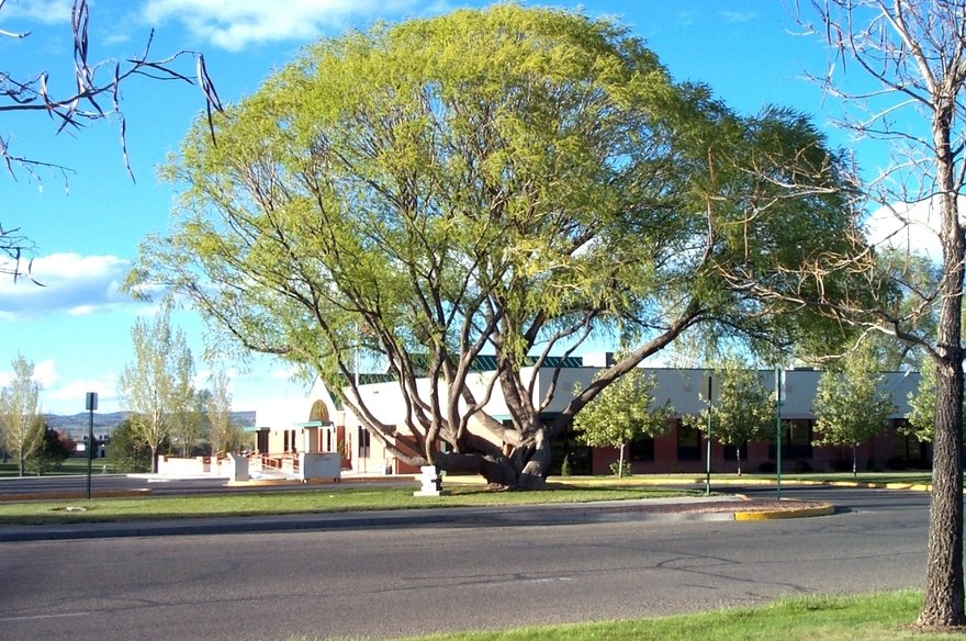 Cortez, CO: The Library Climbing Tree