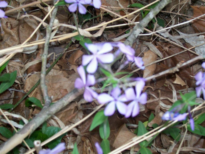 Nixa, MO: wild purple flowers