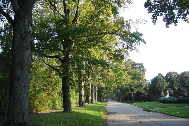 Lake Forest, IL: Tree Lined Streets