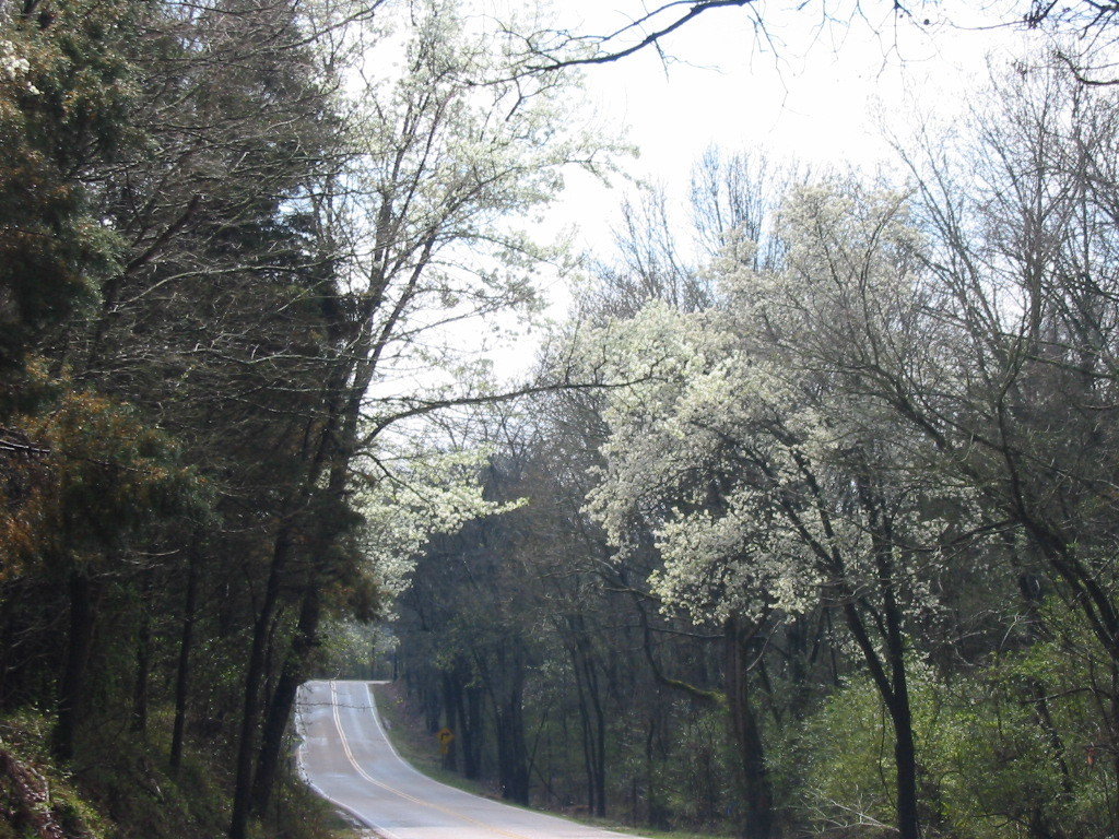 Lakeland, TN: early March-Seed Tick Road Lakeland