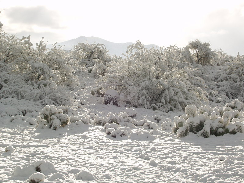 Corona de Tucson, AZ: Three Inches Of Snow Jan 22,2007.Santa Rita Mountains In The Background