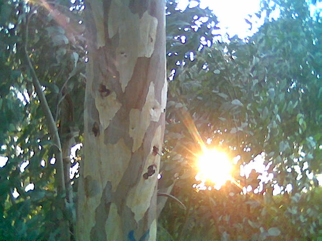 California City, CA: Tree at Cal City Park