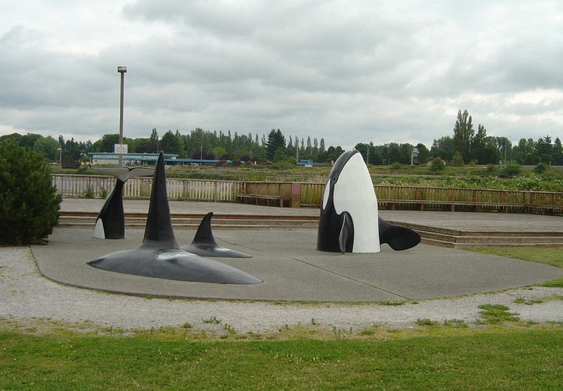 Blaine, WA: Orca Whales In Blaine Washington's Waterfront Park