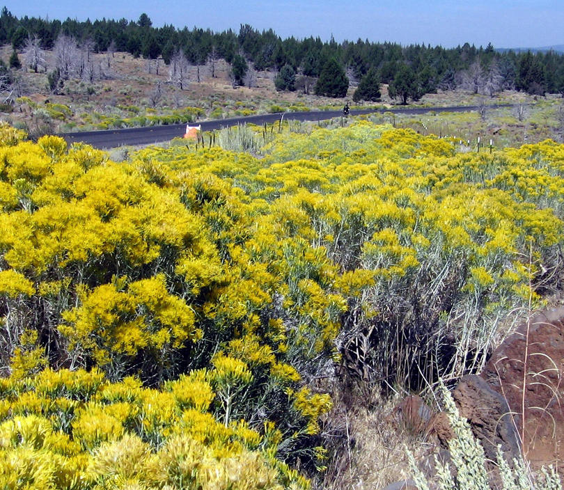 Alturas, CA: Yellow Paintbrush just south of Alturas....