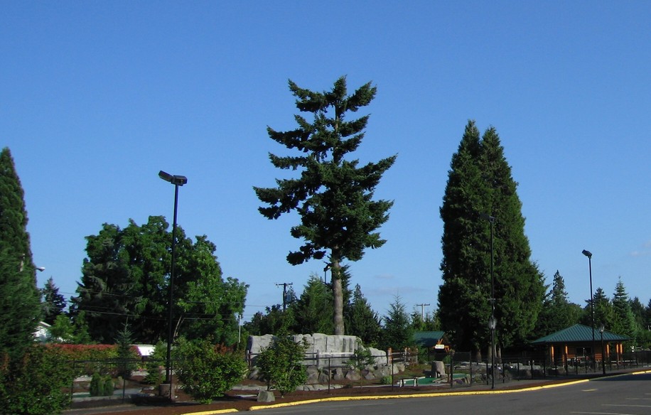 Springfield, OR: Trees.....