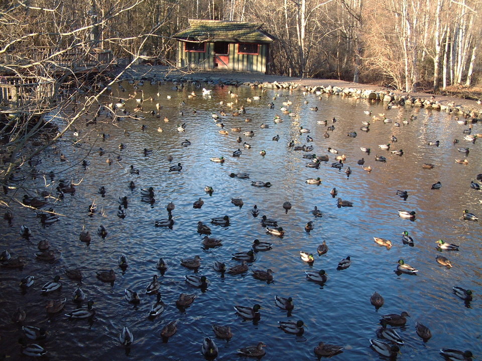 Anchorage, AK : The Duck Pond at Eagle River photo, picture, image