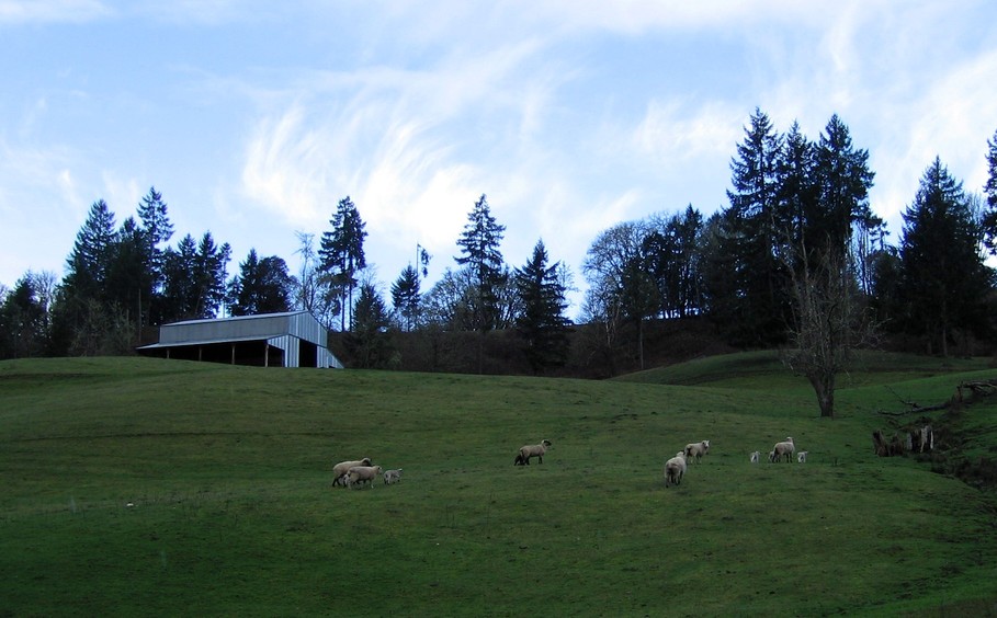 Yoncalla, OR Sheep on a Hill.... photo, picture, image (Oregon) at