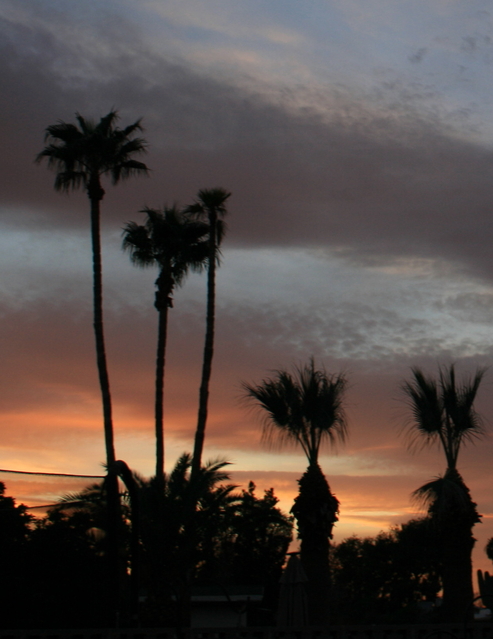 Mesa, AZ: Mesa, Arizona Palm Sunset