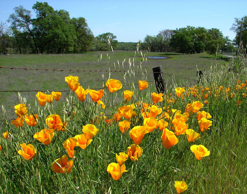 Orland, CA: Poppies, Orland CA...