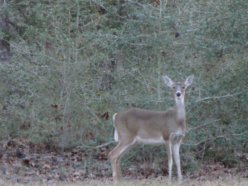 Coldspring, TX: Deer - SamHouston National Forest