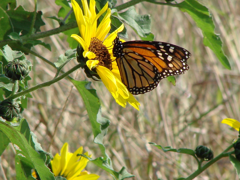 Weslaco, TX: Butterfly at Curlew Pond