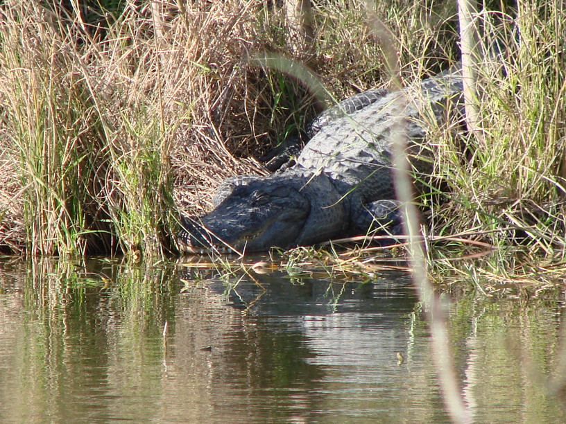 Weslaco, TX: Alligator Pond