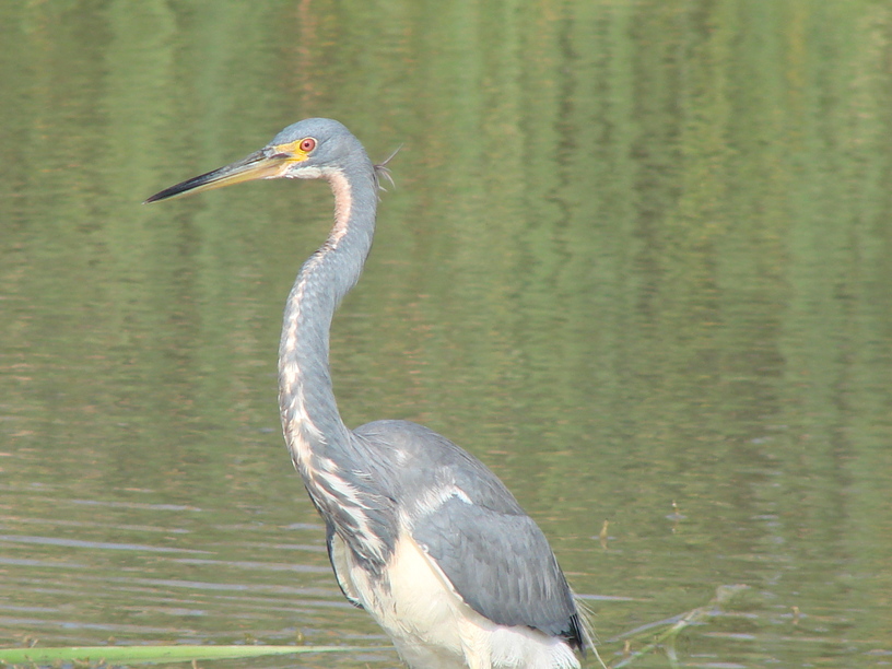 Weslaco, TX : Estero Llano Grande SP - Heron photo, picture, image ...