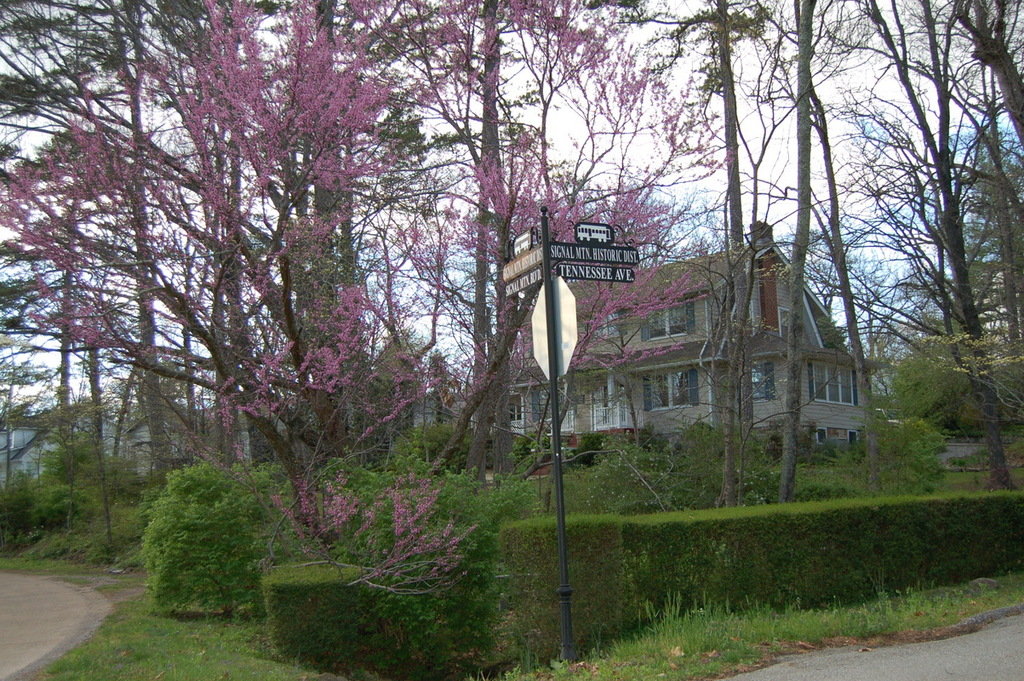 Signal Mountain, TN: Red Bud Trees