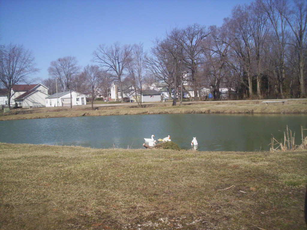 Goodland, IN: Ducks at Pond