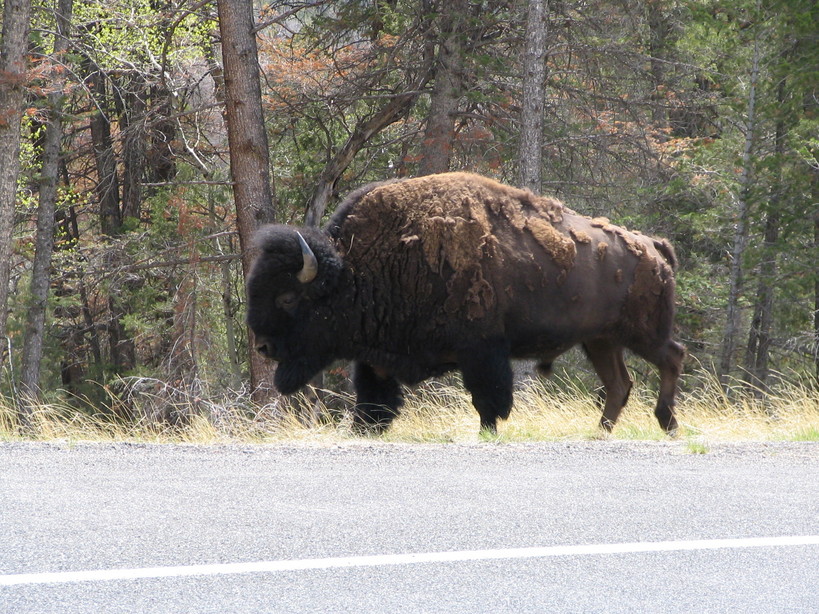 Cody, WY: Bison