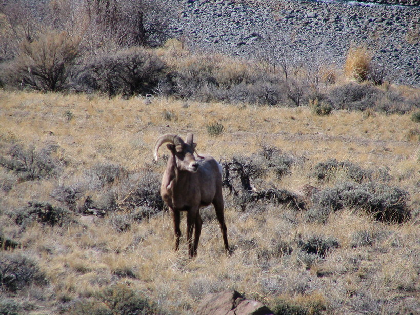 Cody, WY: Bighorn Sheep