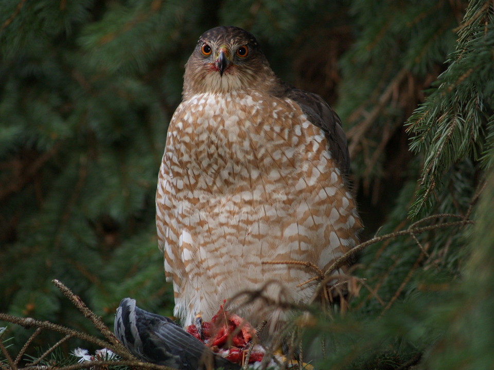 Connersville, IN: Coopers Hawk eating a pigon. This Picture was taken down Town Connersville ,In .