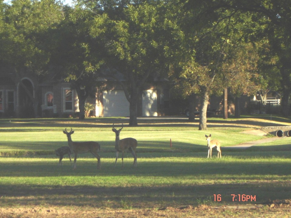 Pecan Plantation, TX: Deer in Pecan Plantation