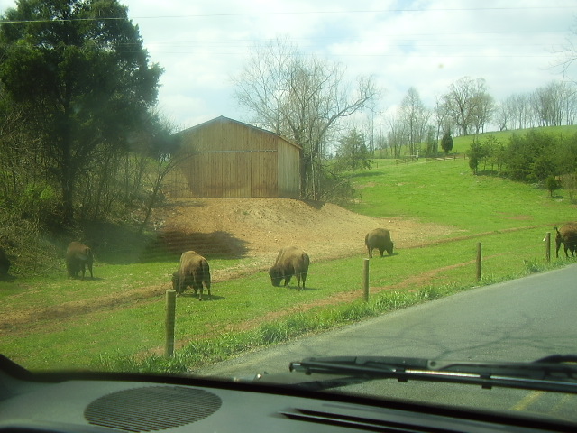 Surgoinsville, TN: Buffalo's near Surgoinsville