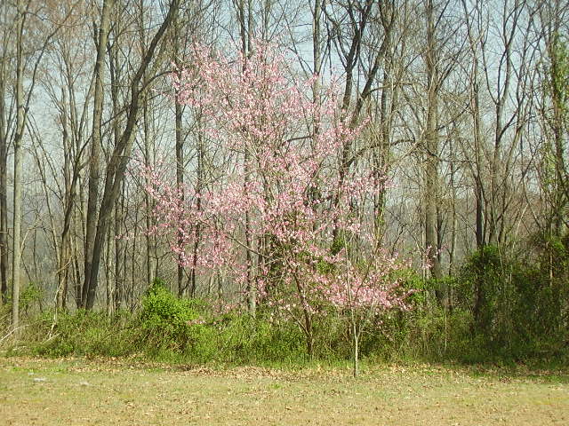 Surgoinsville, TN: Springtime in Surgoinsville