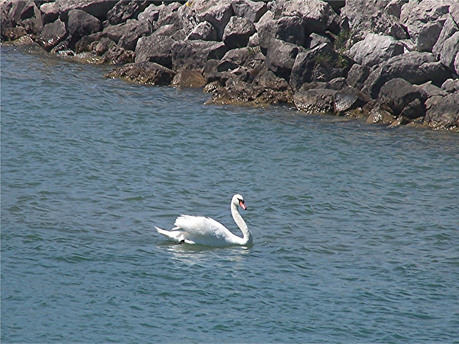 Lexington, MI: Swan swimming in Lexington Harbor