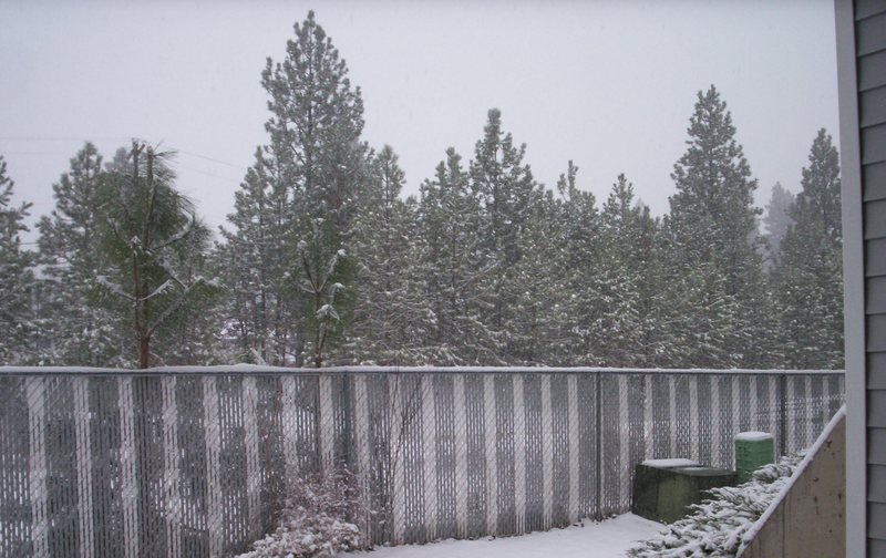 Post Falls, ID: Snowy trees in Post Falls, ID