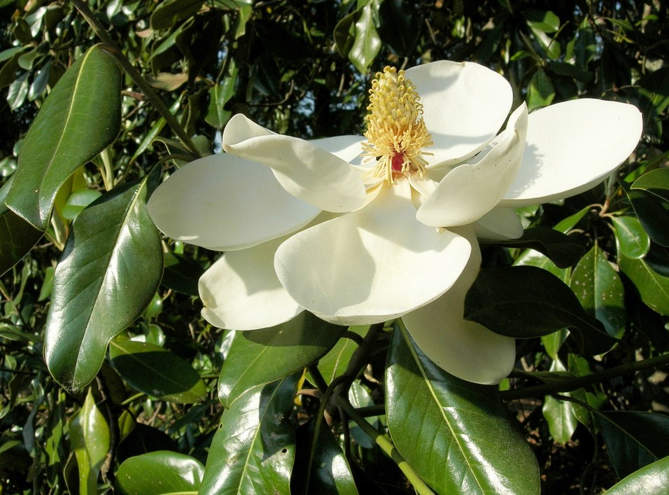 Pine Mountain, GA: Magnolia Bloom