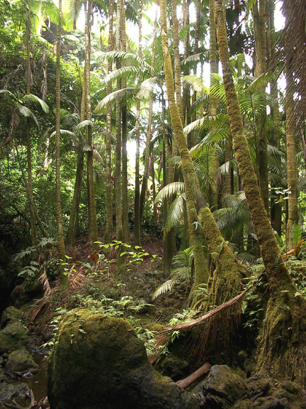 Hawaiian Paradise Park, HI: Rain Forest