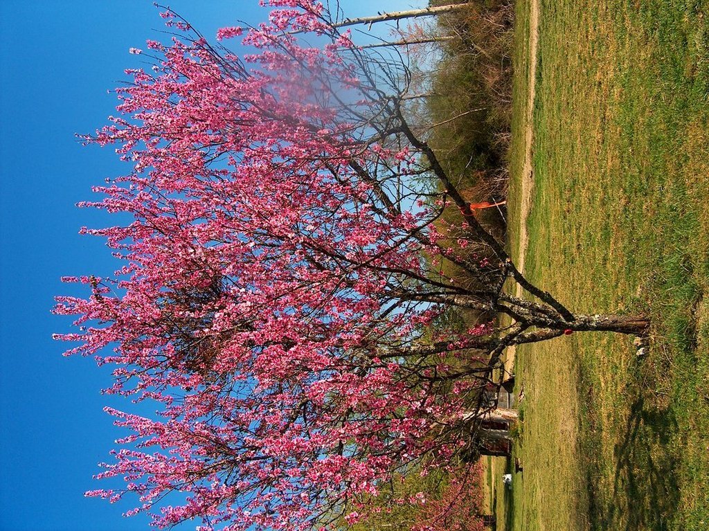 Trion, GA: Peach Tree