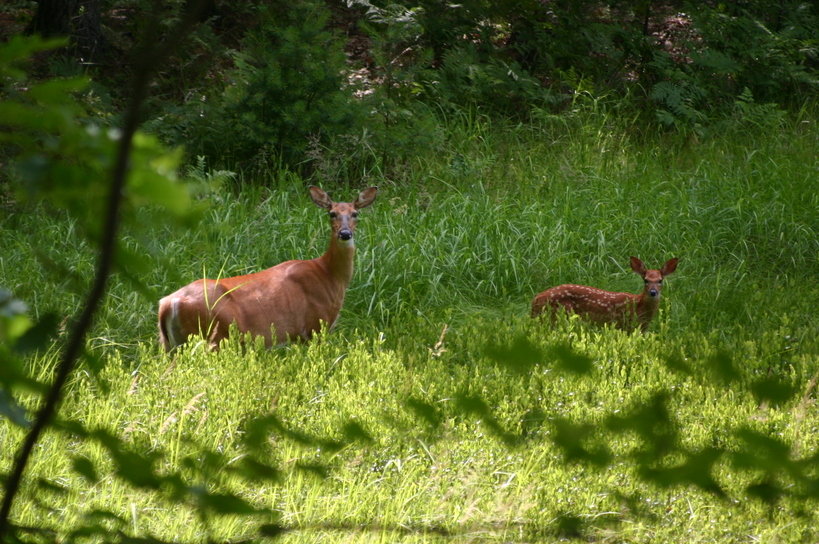 Eagle River, WI: Two Deer in Eagle River, WI