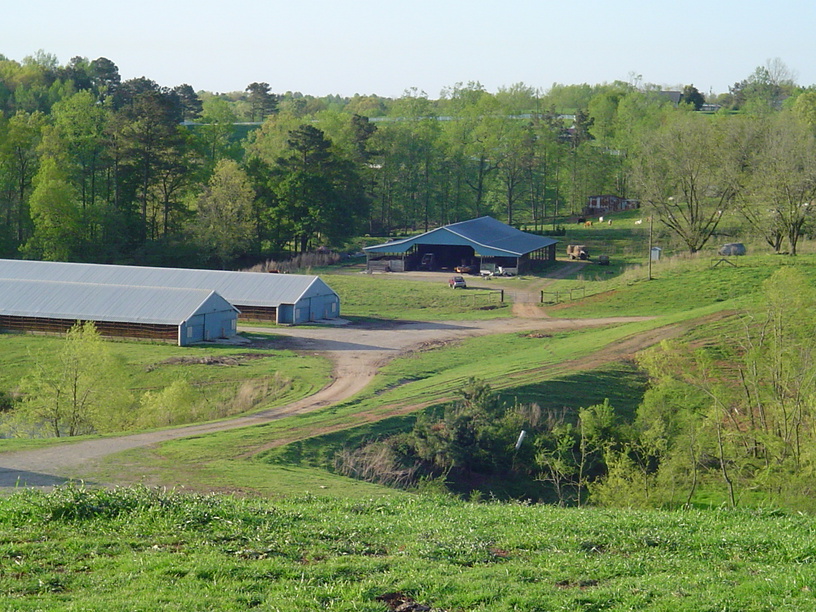 Ranburne, AL: Rural Farm chicken houses, barn and cows