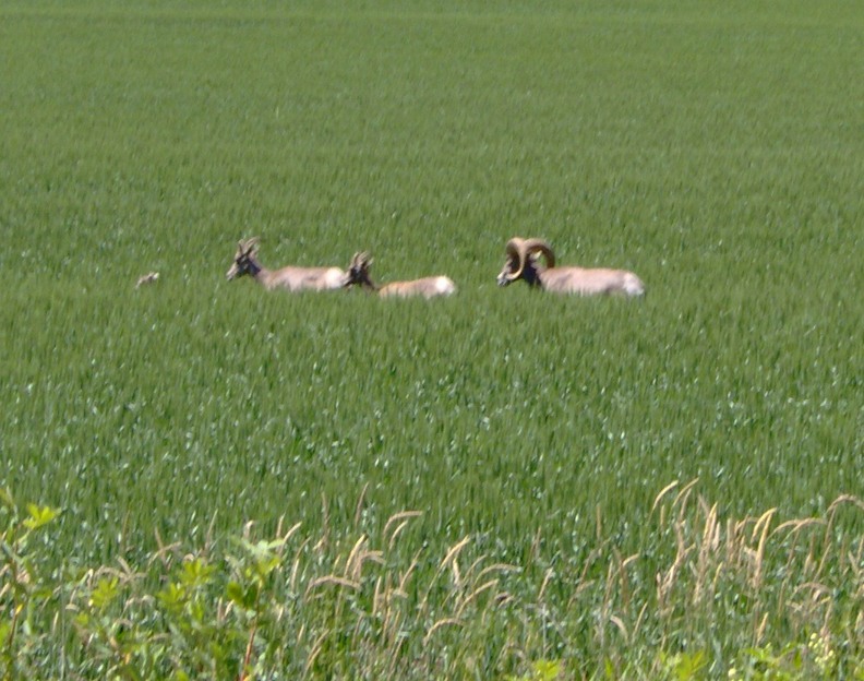 Creston, WA: Big Horn Sheep on 4th of July