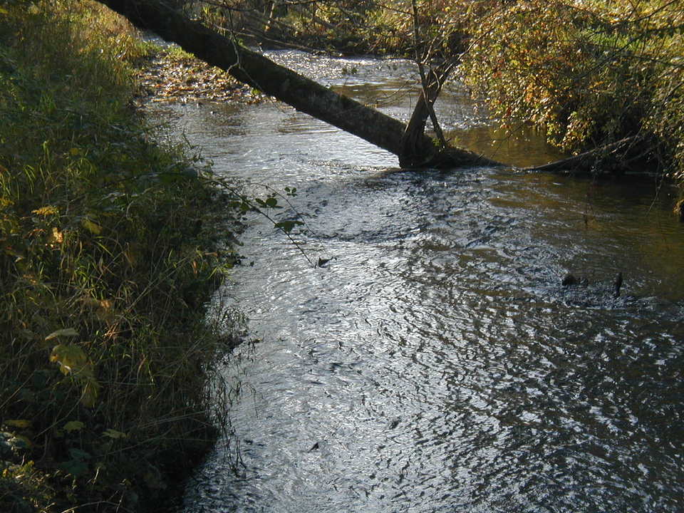 North Bonneville, WA: Greenleaf Creek