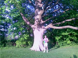 Galesburg, IL: Very old tree in a well known place.