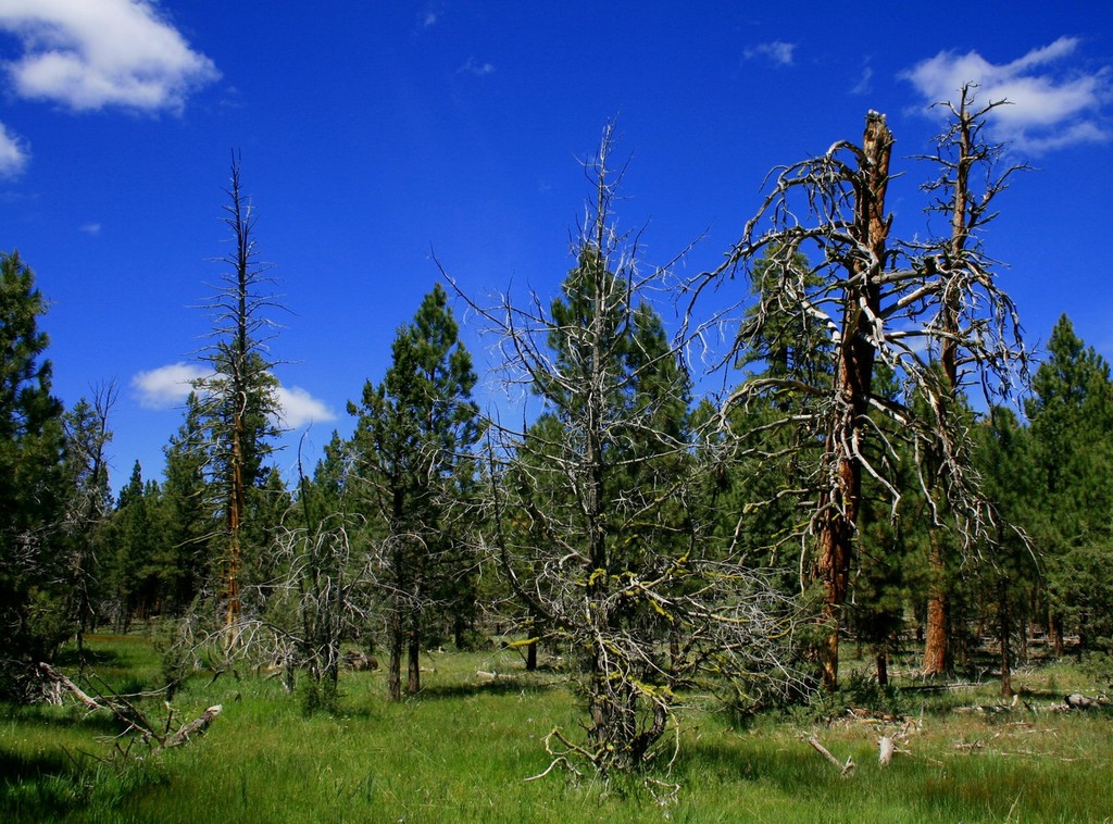 Crooked River, OR : Mossy Pines in the Maury Mtns....... photo, picture ...