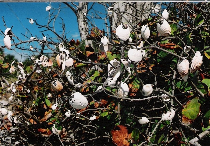 South Venice, FL: Shells grow on seagrape trees at South Venice Beach