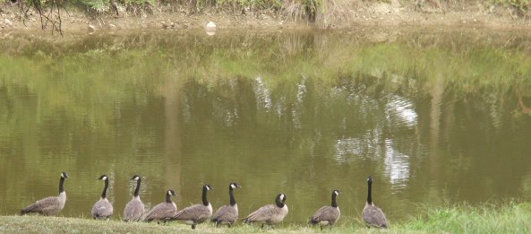 Ohatchee, AL: Geese in ohatchee