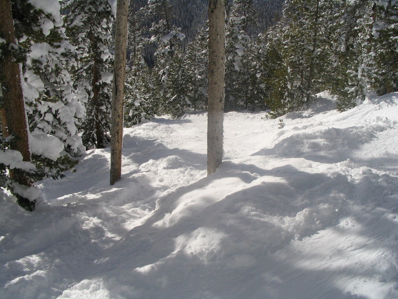 Keystone, CO: In the trees on Outback Bowl