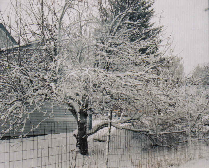 St. Ignace, MI: Frozen Apple Tree in -17 weather!